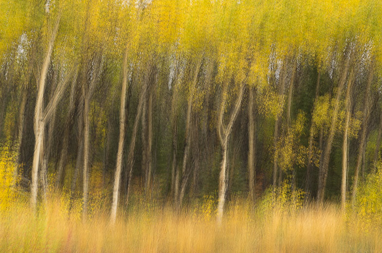 photo: Autumn Gold