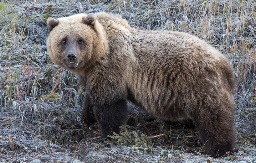 photo: Chewing on a Toothpick