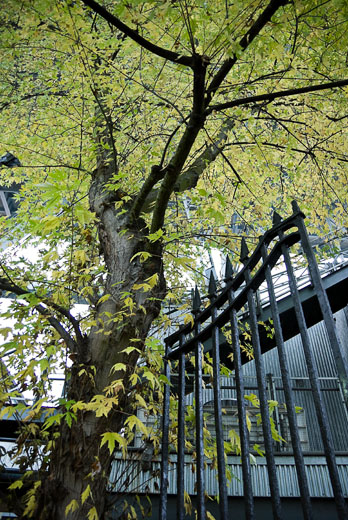 photo: Don?t Fence Me In