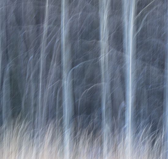photo: Apparition in the Naked Forest