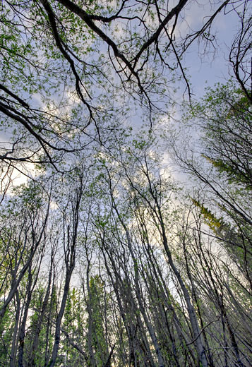 Spring Willow Thicket