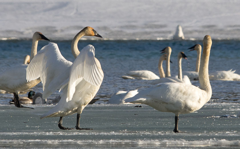 Swans at Swan Haven