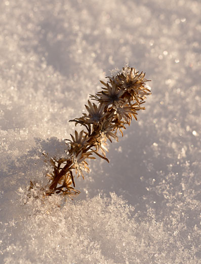photo: Winter Flower