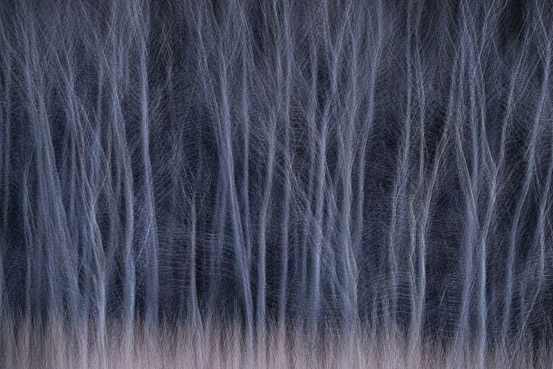 photo: Winter Woods Waltz