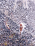 Emergence