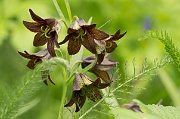 Chocolate Rice Lilies - 1