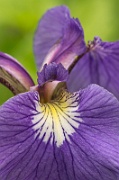 Iris close-up - 1