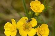 Fly on Flower