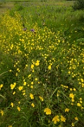 A Field of Purple and Yellow - 5