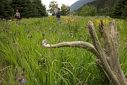 Wading in a Field of Flowers