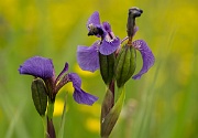 A Field of Purple and Yellow - 11