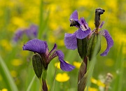 A Field of Purple and Yellow - 12