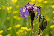 A Field of Purple and Yellow - 15