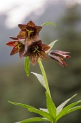 Chocolate Rice Lilies - 2