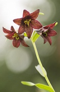 Chocolate Rice Lilies - 3