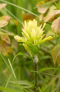 Yellow Paintbrush