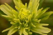 Paintbrush close-up