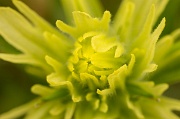 Paintbrush macro
