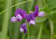 Sweetpea