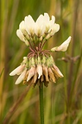 Clover
