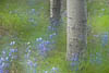 Lupine Glade_100thm0202