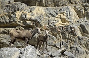 Goats in Stone Mountain Park 1