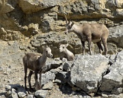 Goats in Stone Mountain Park 2