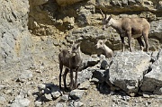 Goats in Stone Mountain Park 3