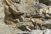 Goats in Stone Mountain Park 4