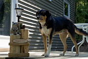 Welcome Dog