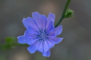 Cornflower 1