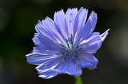 Cornflower 2