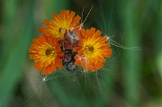 Flower and Fluff