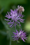 Purple and Green