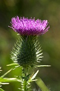  Thistle 