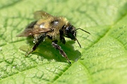 Bee on Leaf