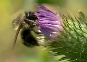 Bee on Thistle