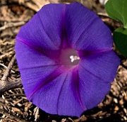 Morning Glory 