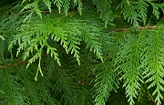 Cedar Bough 1
