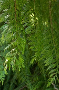 Cedar Bough 2