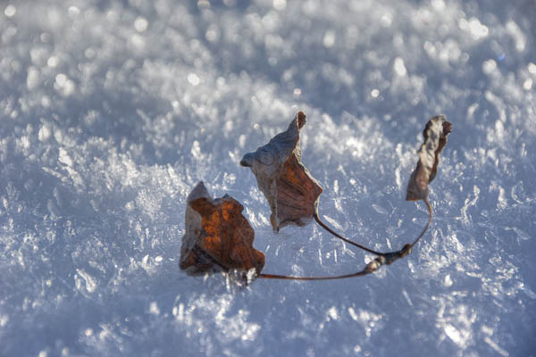 photo: 3 Dead Leaves on Ice
