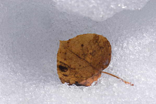 A Meeting of the Seasons autumn aspen leaf on melting snow image of crocuses