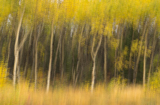 Autumn Gold photo: Autumn_Gold
