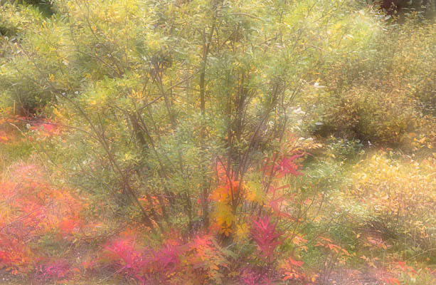 Autumn Ground Fire Autumn Ground Fire