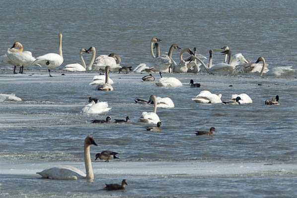 Trumpeter Swans' Band Practice