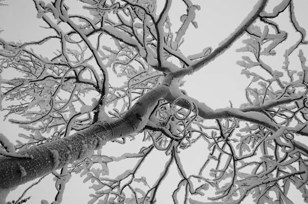 Black and White Branches photo: Black_and_White_Branches