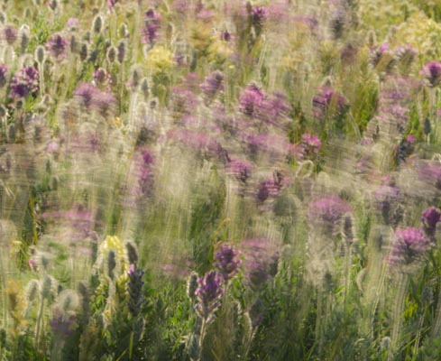 photo: Blowin' in the Wind