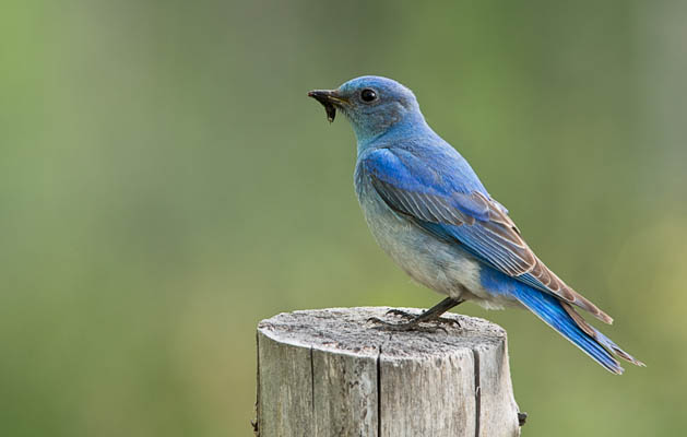 Bluebird Bringing Home Grub Bluebird on Post