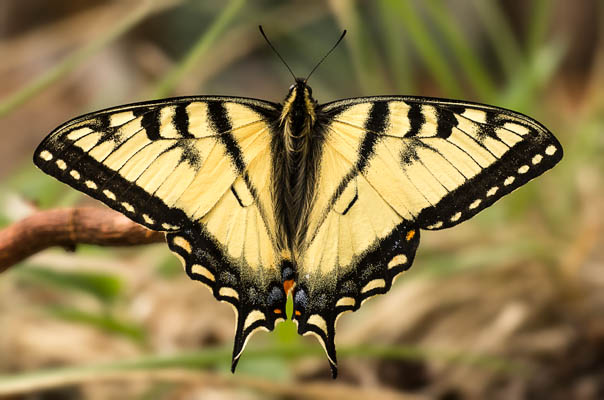 Canadian Tiger Swallowtail photo: Canadian_Tiger_Swallowtail