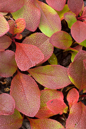 Change Early autumn color change in bearberry leaves